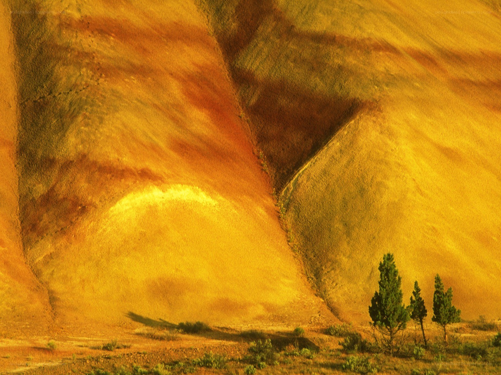 Golden hills with trees