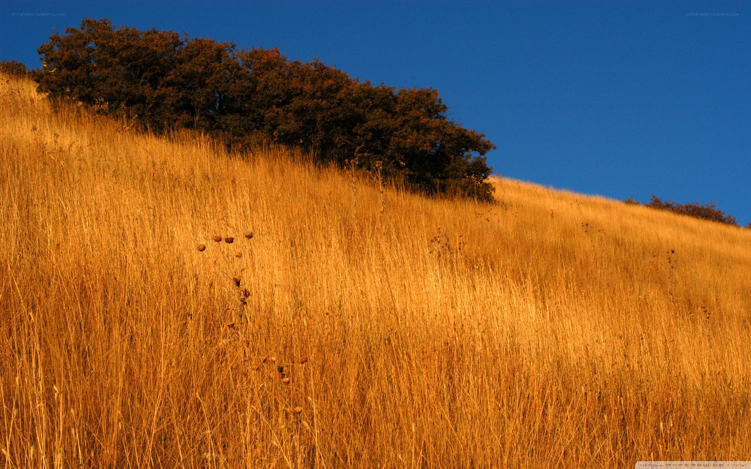 Golden hillside under blue sky
