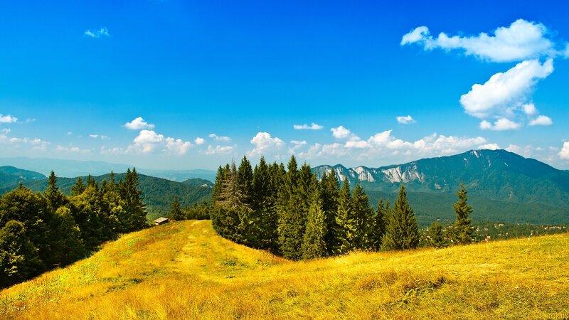 Golden Hillside with Pine Trees
