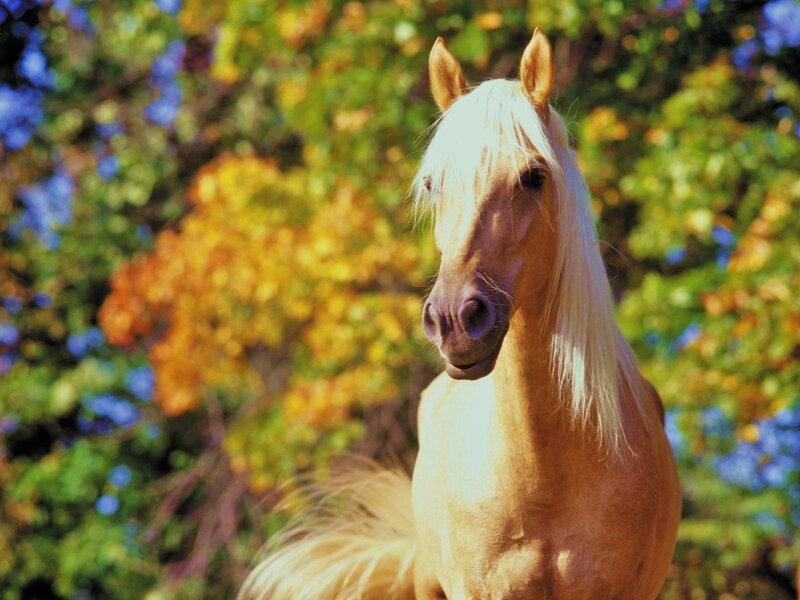 golden horse in autumn