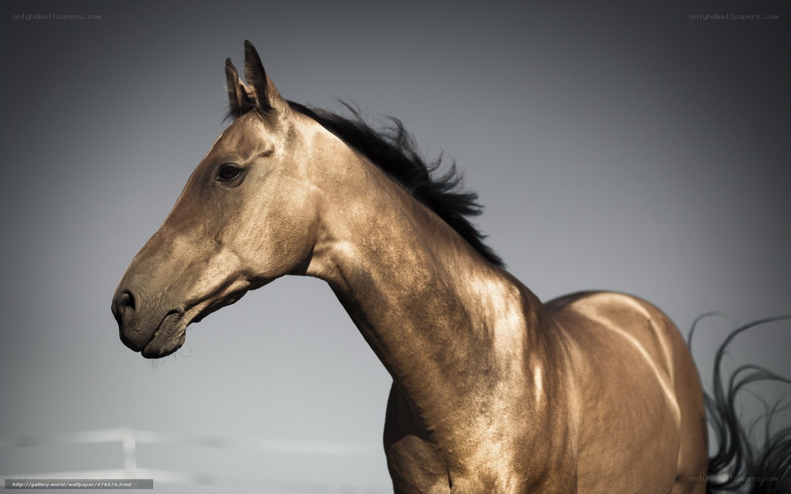 golden horse in profile