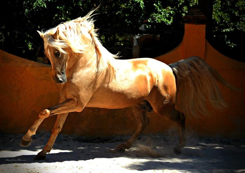 Golden Horse Running — Gold, Dynamic