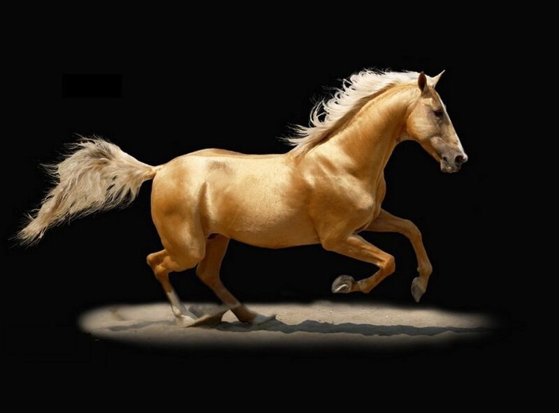 Golden Horse Running — Gold