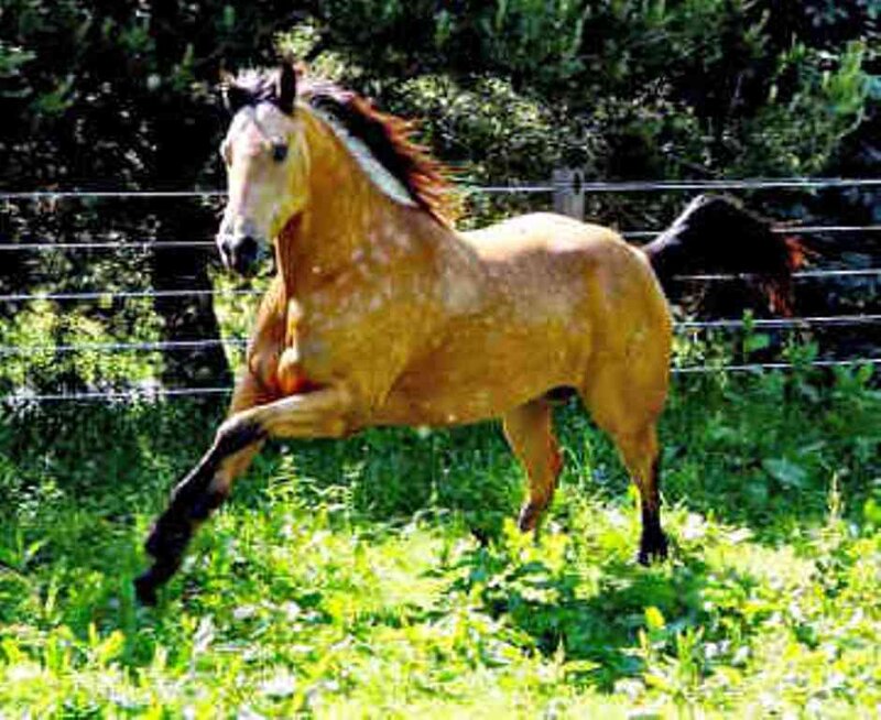 Golden Horse Running