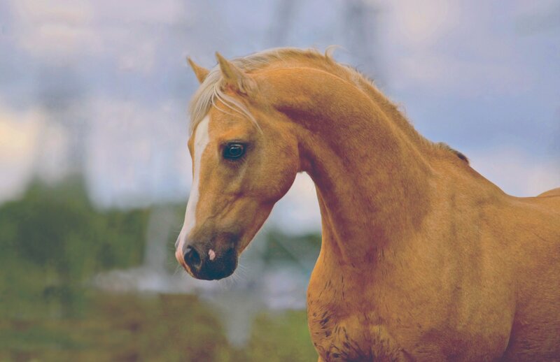 golden horse with white blaze