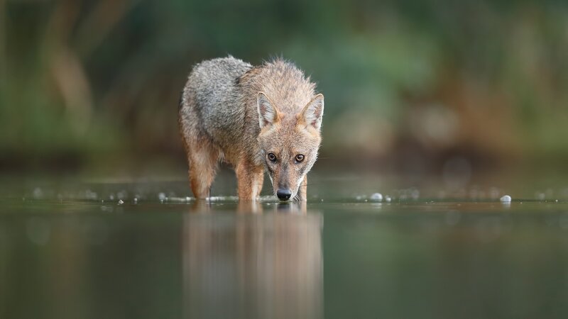 Golden Jackal Drinking Water