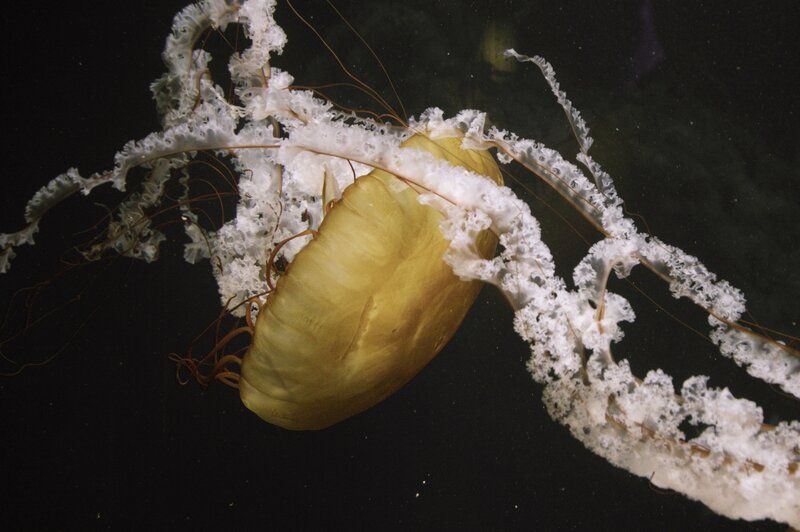 Golden jellyfish in dark water