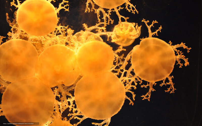 Golden Jellyfish in Water