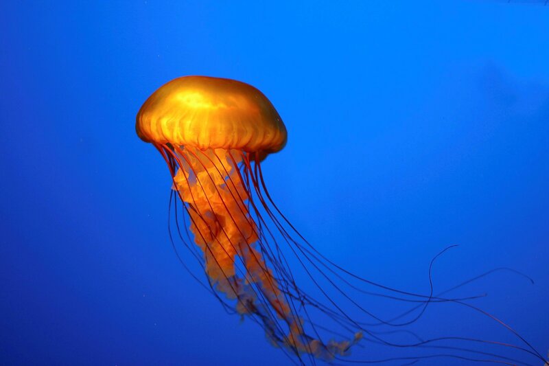 Golden Jellyfish