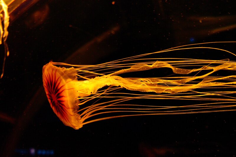 Golden Jellyfish — Yellow