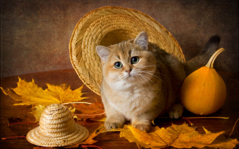 Golden Kitten in Straw Hat