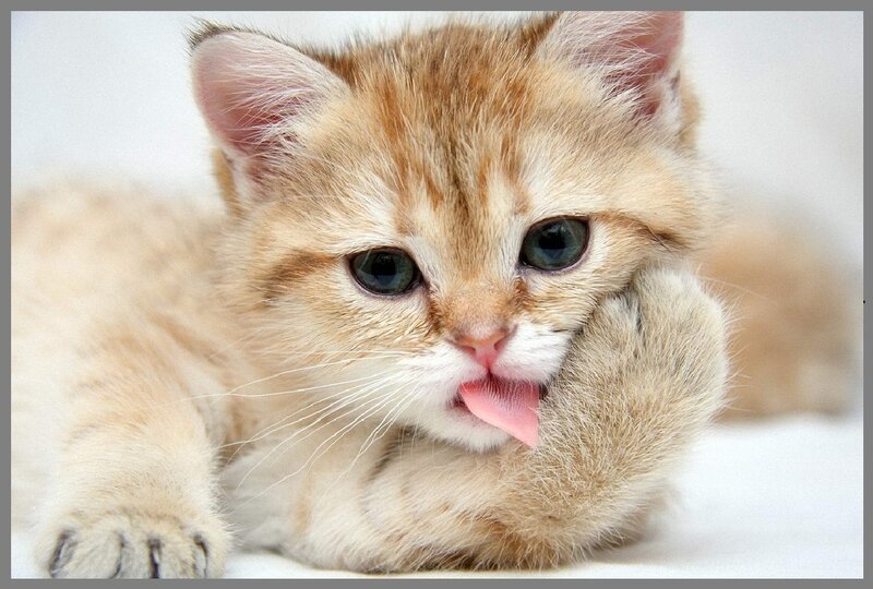 Golden Kitten Licking Paw