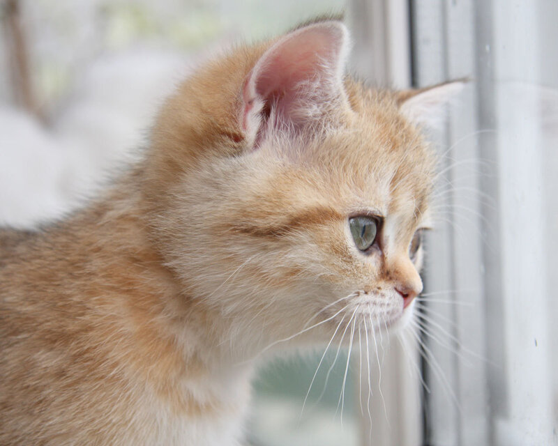 Golden Kitten Looking Out
