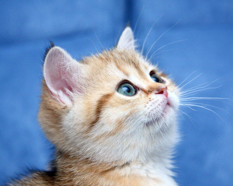 Golden Kitten Looking Up