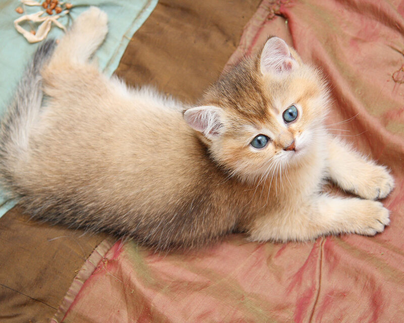 Golden Kitten Lying Down — Brown, Calm, Photograph