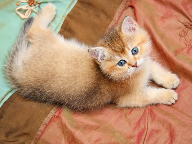 Golden Kitten Lying Down — Brown