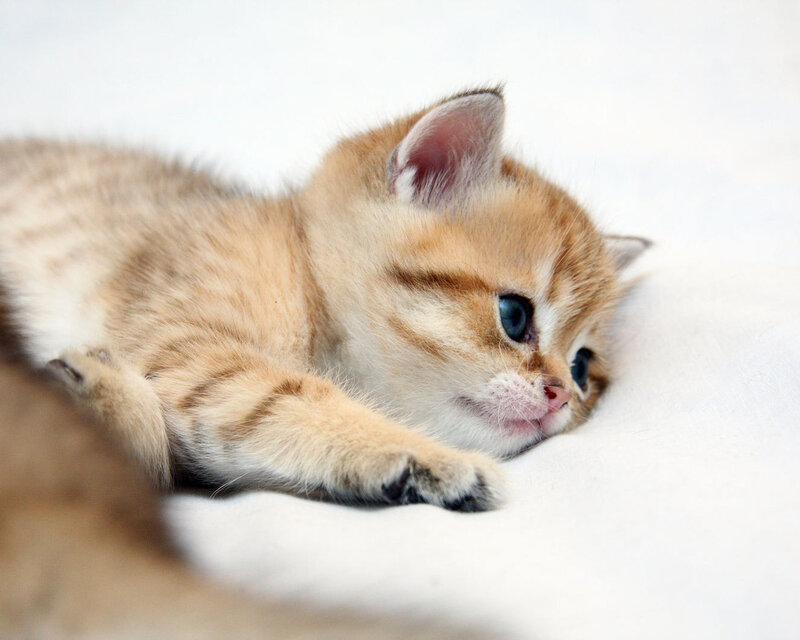 Golden Kitten Lying Down — Gold