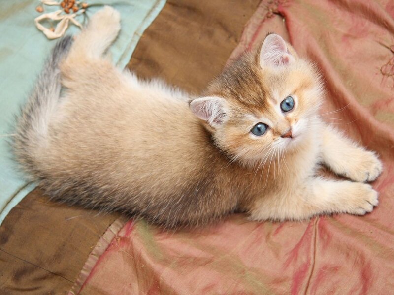 Golden Kitten Lying Down