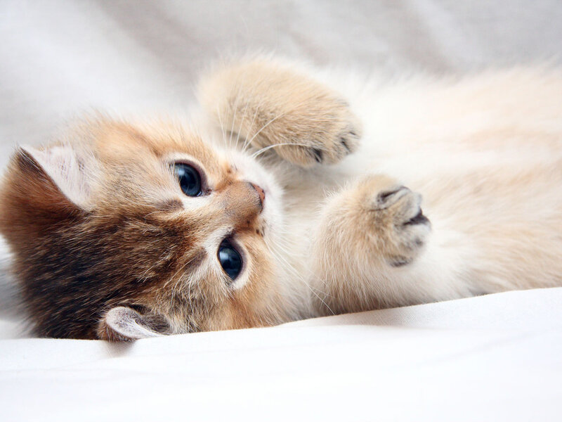 Golden Kitten Lying Down — White, Calm