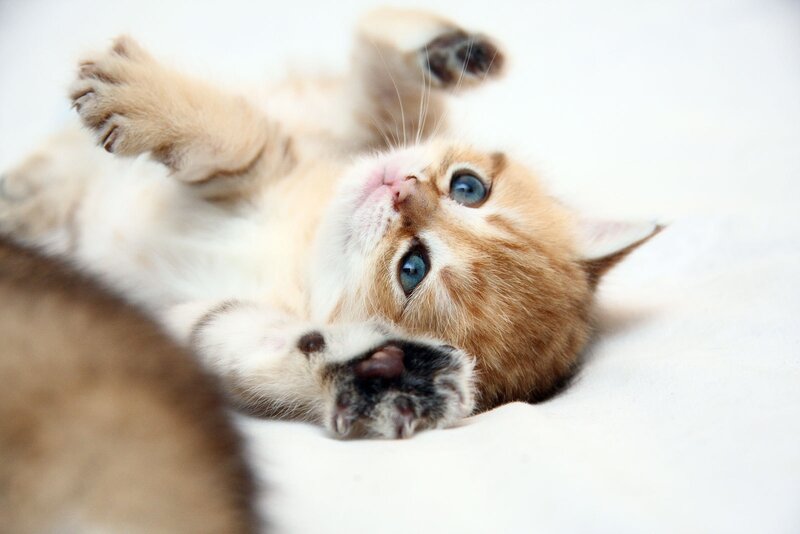 Golden Kitten Lying Down — White, Playful