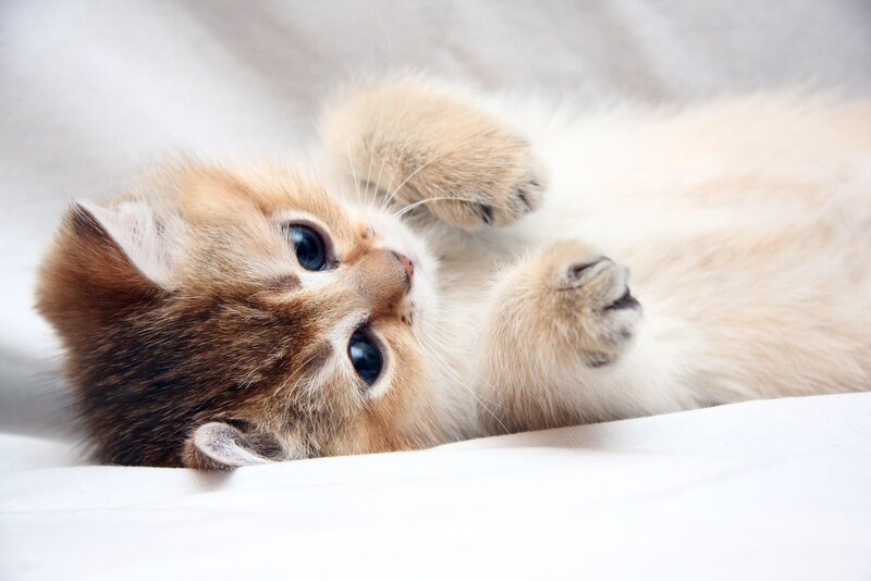 Golden Kitten Lying Down — White