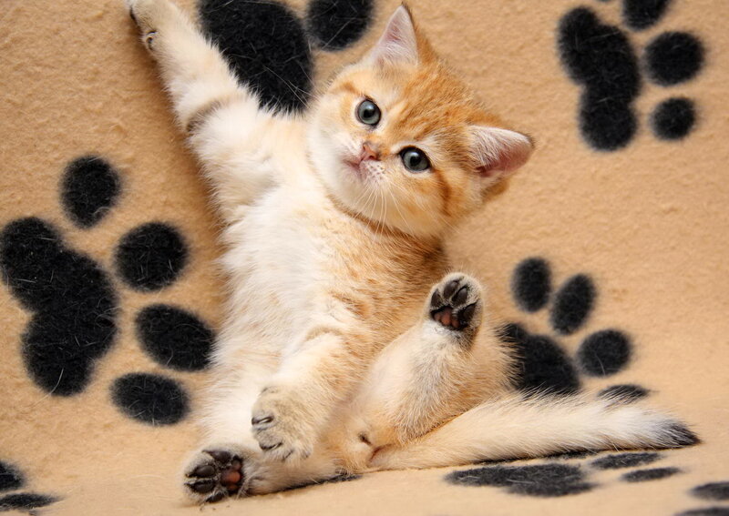 Golden Kitten on Blanket — Orange