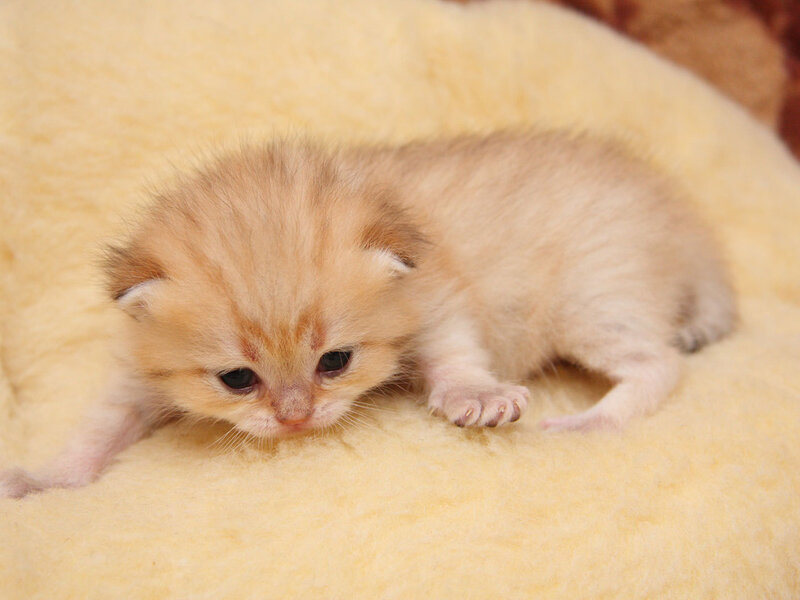 Golden Kitten on Blanket — Yellow, Calm