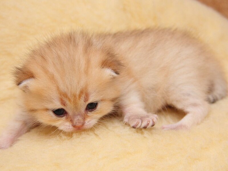 Golden Kitten on Blanket — Yellow