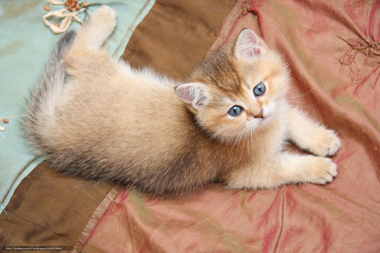 golden kitten on blanket