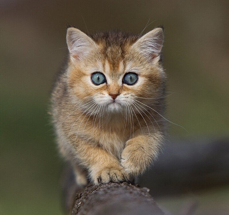 Golden Kitten on Branch