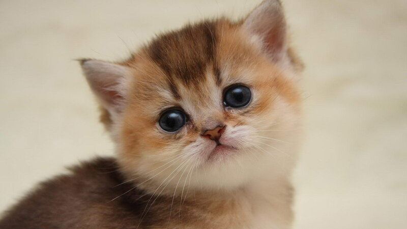 Golden Kitten