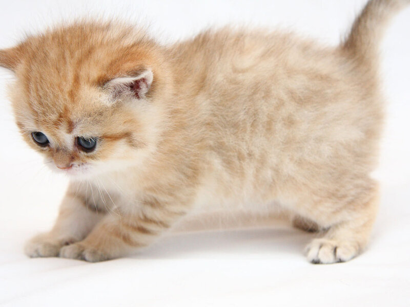 Golden Kitten Walking