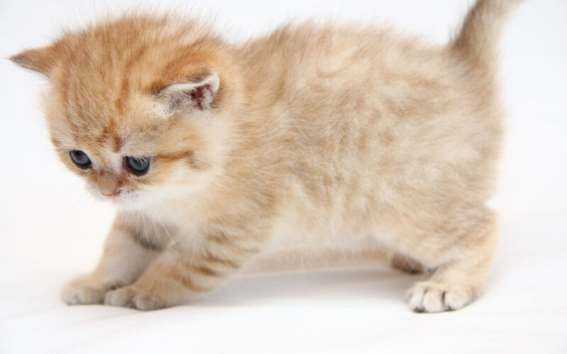 Golden Kitten Walking — White