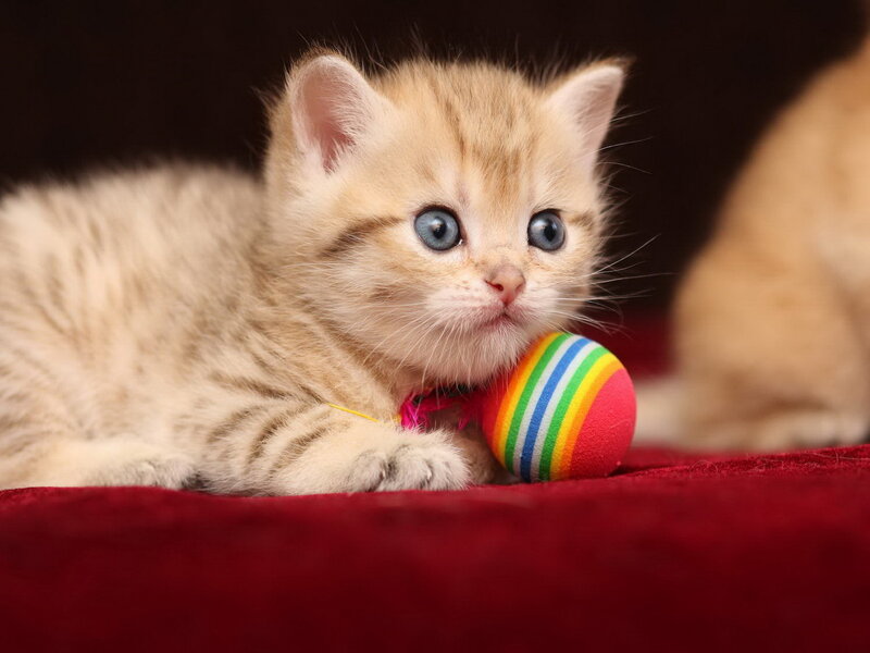 Golden Kitten with Toy