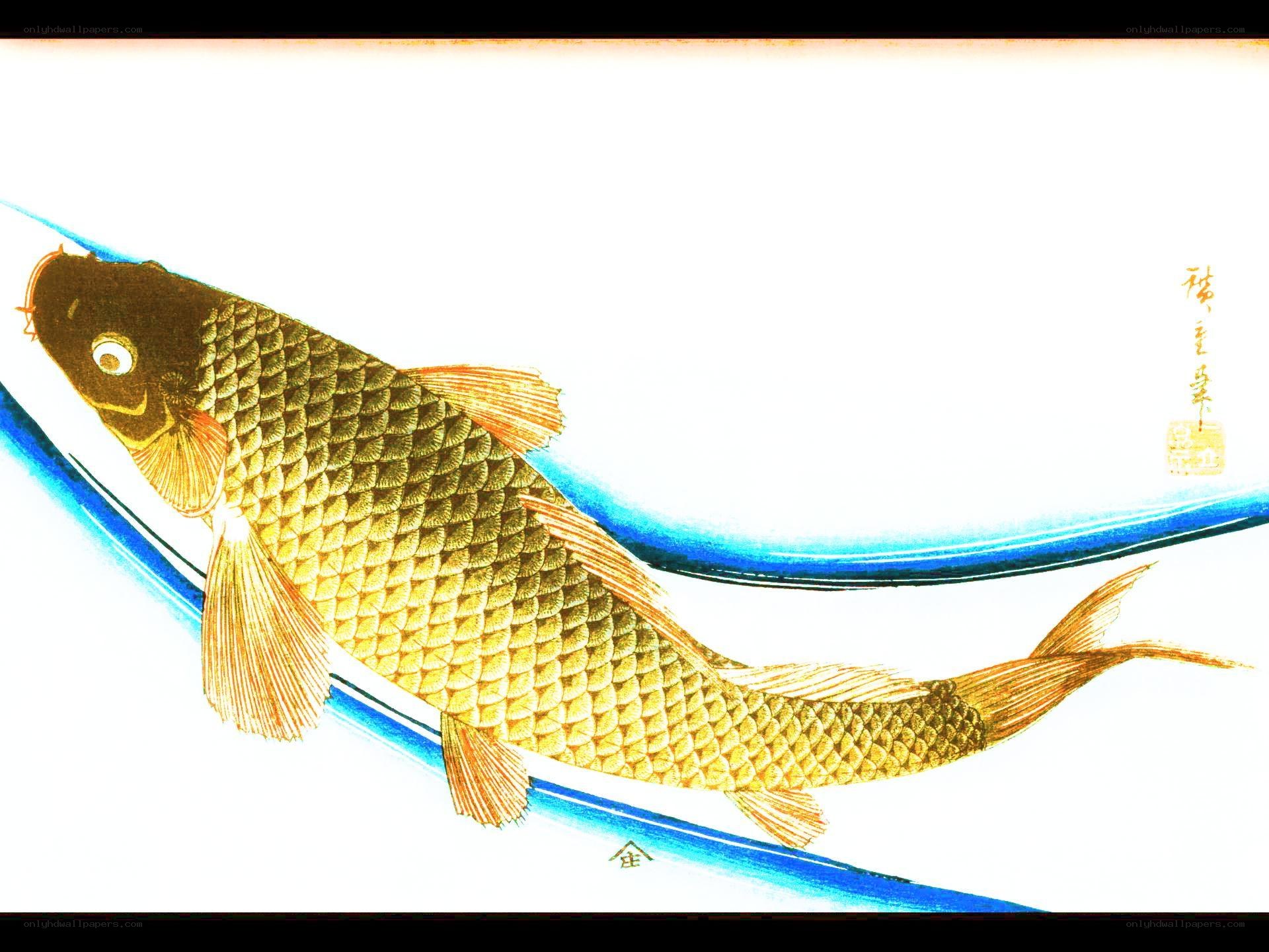 Golden koi fish illustration