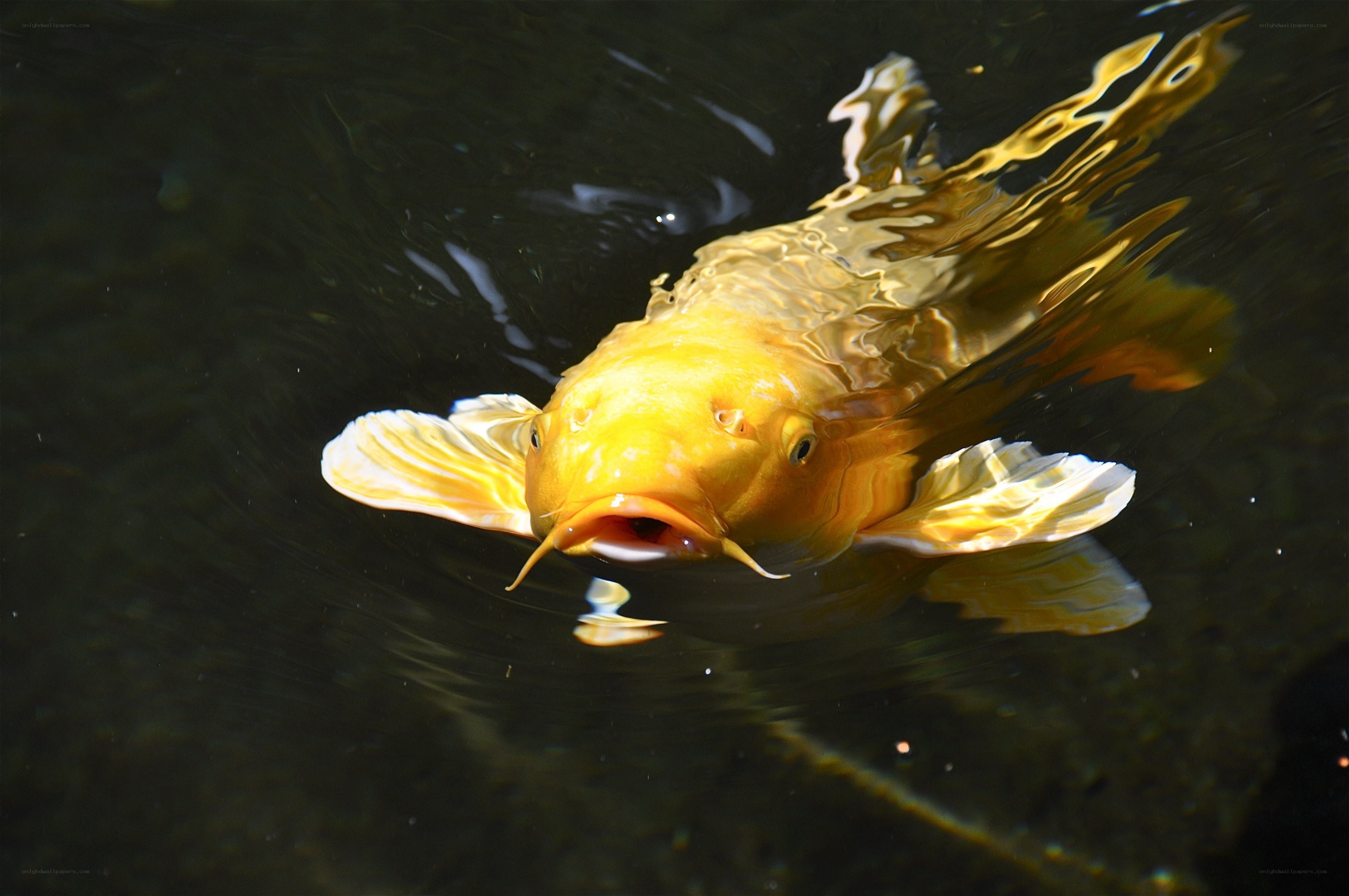 Golden koi fish swimming