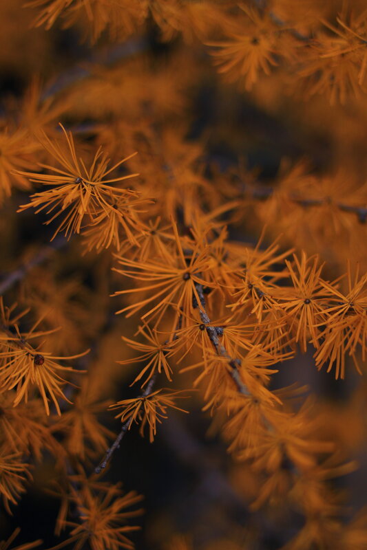 Golden Larch Branches