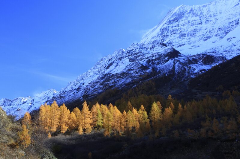 Golden Larch Forest — Blue