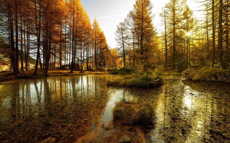 Golden Larch Forest Pond