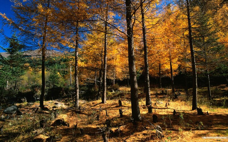 Golden Larch Forest