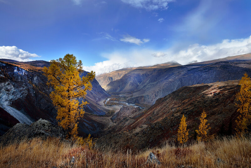 Golden Larch Tree — Blue