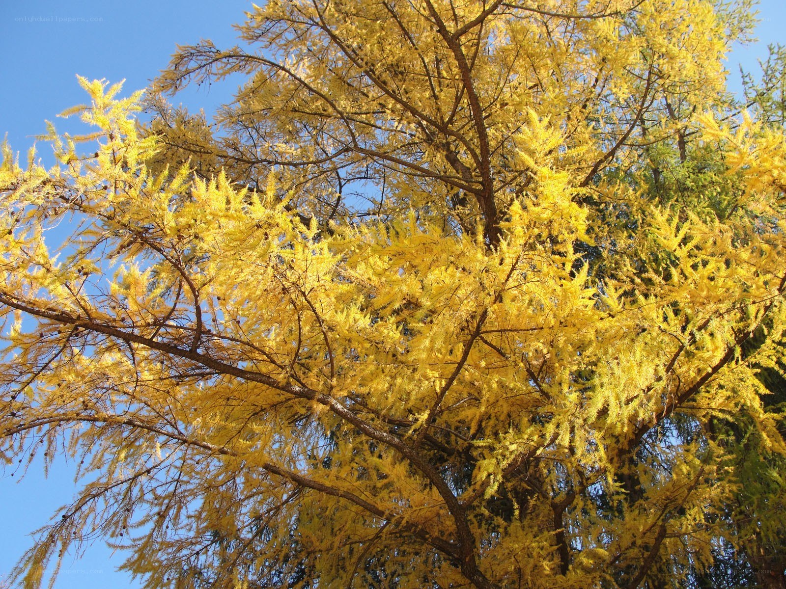 Golden larch tree in autumn