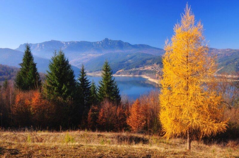 Golden Larch Tree