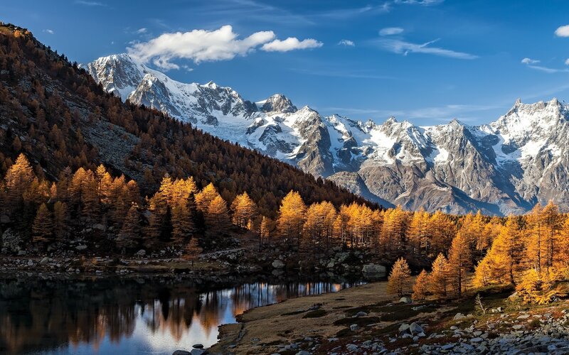 Golden Larch Trees — Blue, Serene