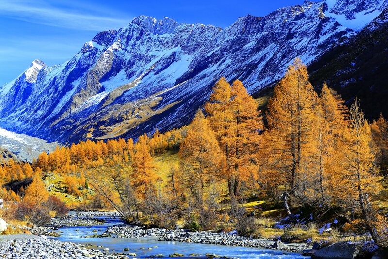 Golden Larch Trees — Blue