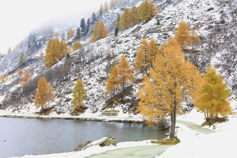 Golden Larch Trees by Lake