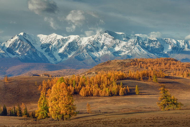 Golden Larch Trees — Gold, Dramatic, Autumn