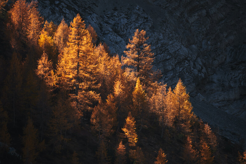 Golden Larch Trees — Gold, Dramatic, Sunset, Photograph