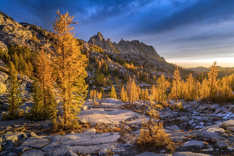 Golden Larch Trees — Gold, Dramatic, Sunset