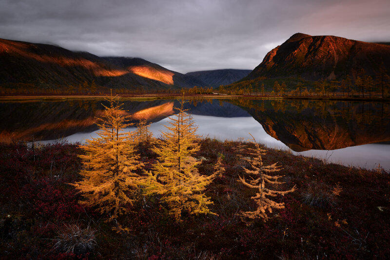 Golden Larch Trees — Gold, Dramatic
